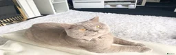 British Shorthair cats for sale: ⭐️ BRITISH SHORTHAIR KITTENS ⭐️ - Advert 3