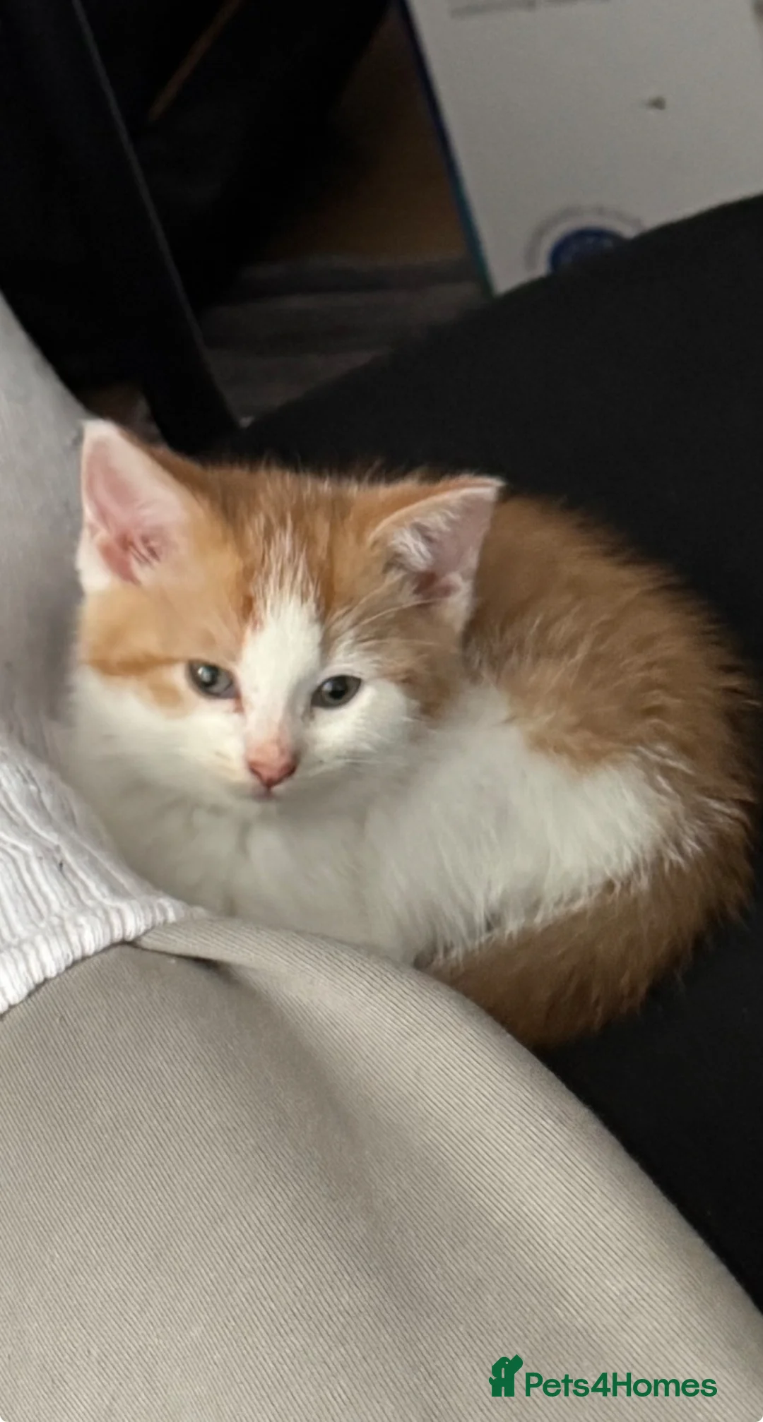 Mixed Breed cats for sale: 9 week old Yuki female for sale.  in Leicester - Advert 2