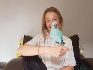 Parrots birds Indian ringneck - Advert 3