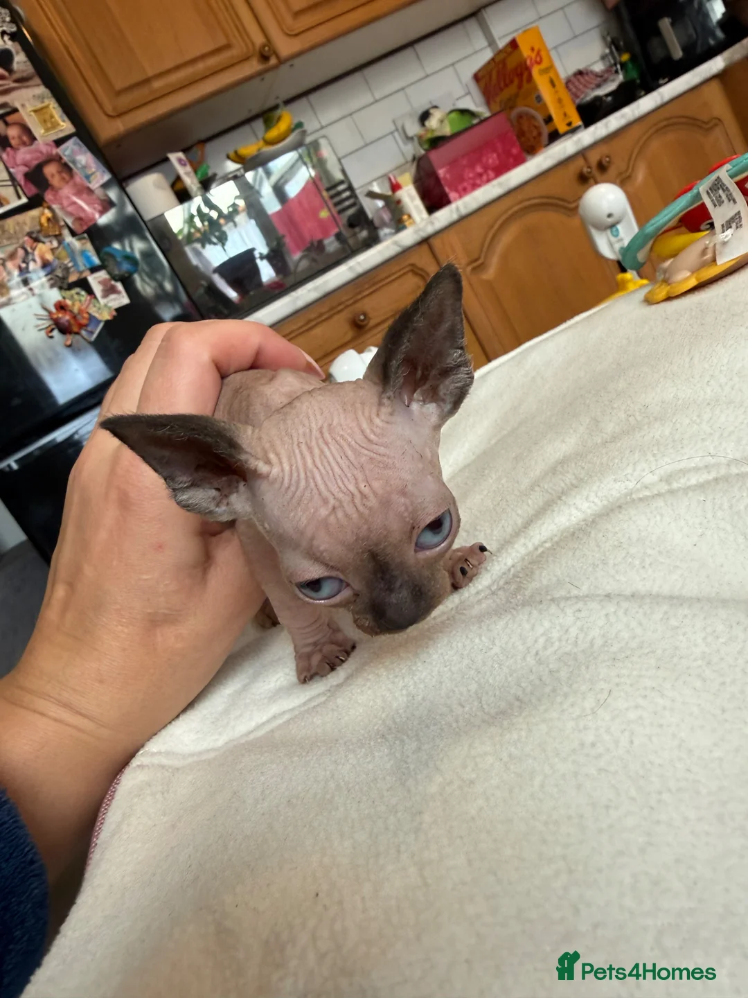 Sphynx cats for sale: Beautiful Spynx kittens 2 girls available  - Advert 1