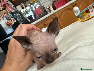 Sphynx cats Beautiful Spynx kittens 2 girls available - Advert 19