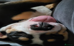 Mixed Breed dogs for sale: Pocket bully pup - Image 2