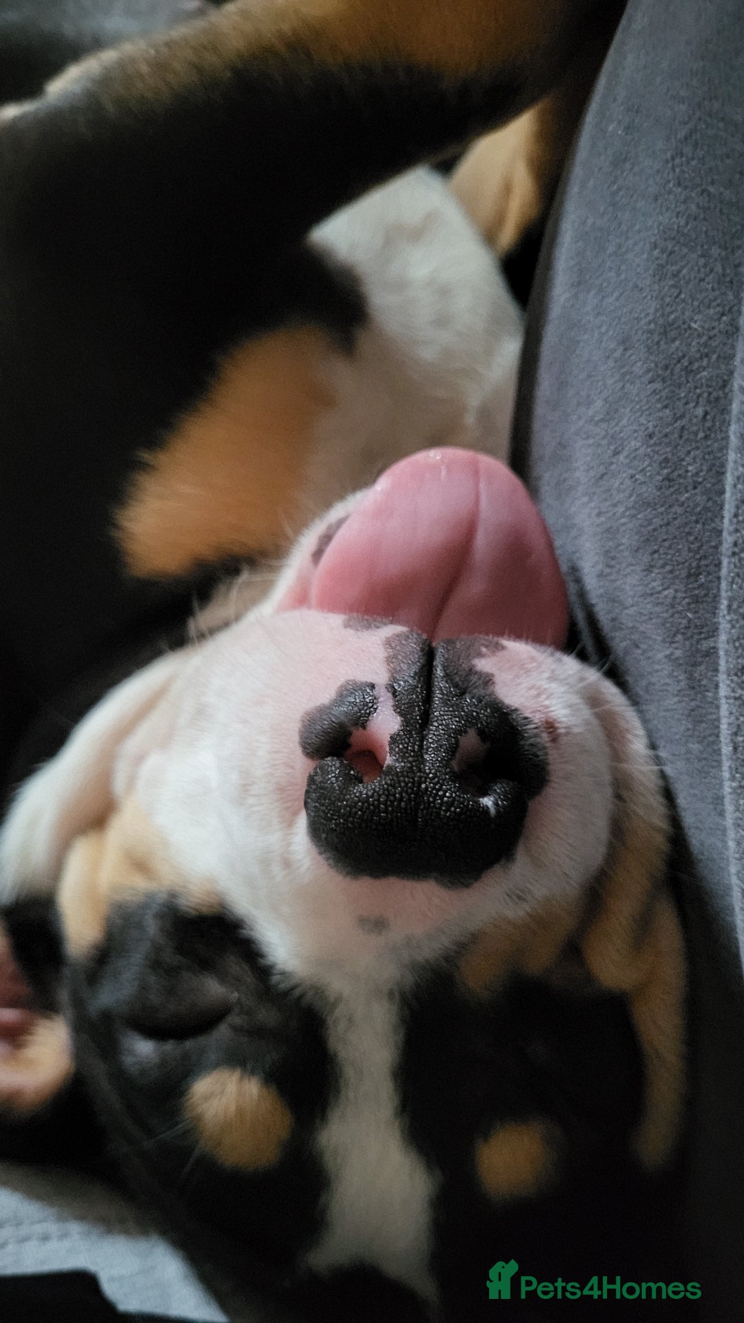 Mixed Breed dogs for sale: Pocket bully pup - Image 2