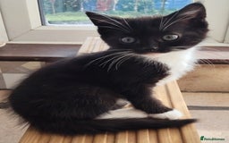 Maine Coon cats for sale: Male and female kittens looking for forever home - Image 2