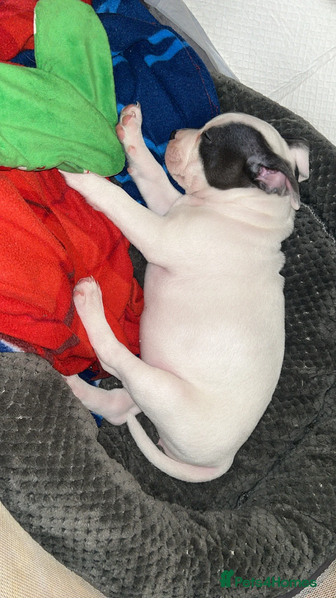 Mixed Breed dogs for sale: Female French staff - Advert 3