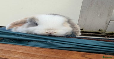 Mini Lop rabbits 2 FEMALE PUREBRED KITS *avail to reserve* - Advert 7