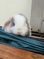 Mini Lop rabbits 2 FEMALE PUREBRED KITS *avail to reserve* - Advert 5