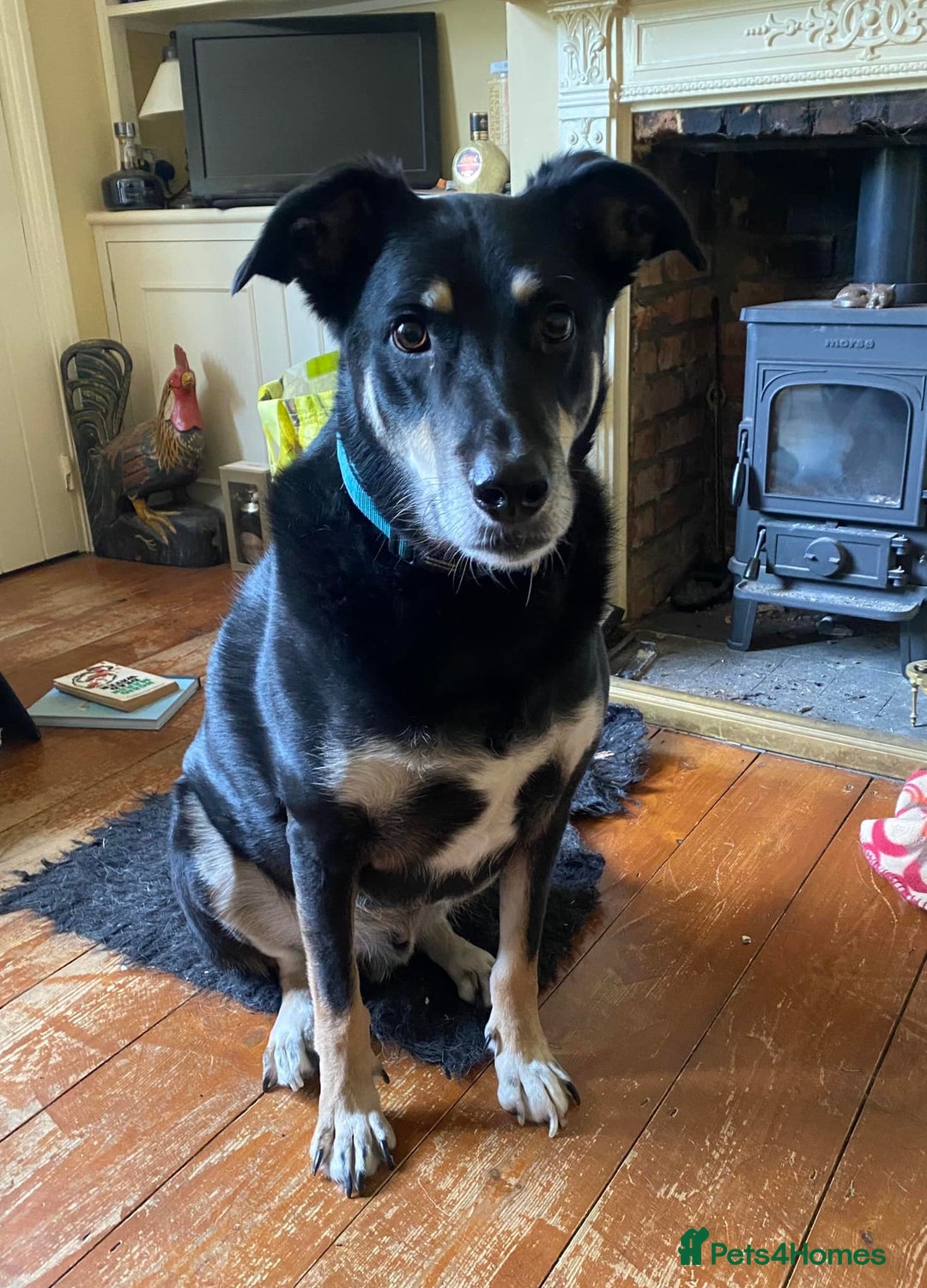 Mixed Breed dogs for adoption: Buzz - For Adoption  - Image 2