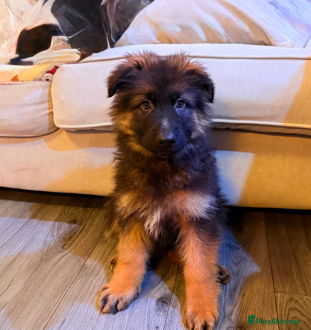 German Shepherd dogs for sale: Kc Registered Long Haired German Shepherd Puppies - Advert 7