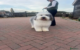 Old English Sheepdog dogs for stud: Handsome herbie for stud 🐾 - Image 1