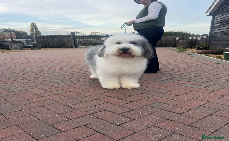 Old English Sheepdog dogs - Advert 1
