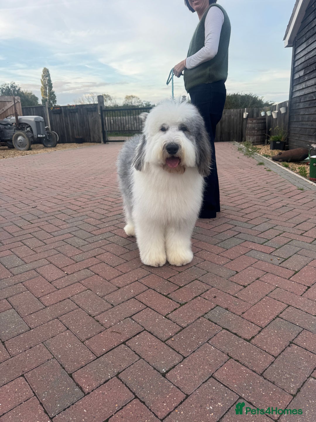 Old English Sheepdog dogs for stud: Handsome herbie for stud 🐾 - Image 1