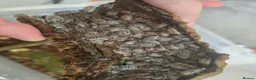 Mixed Breed invertebrates for sale: ☆☆tarantulas ☆ & Baby alpine newts - Advert 8