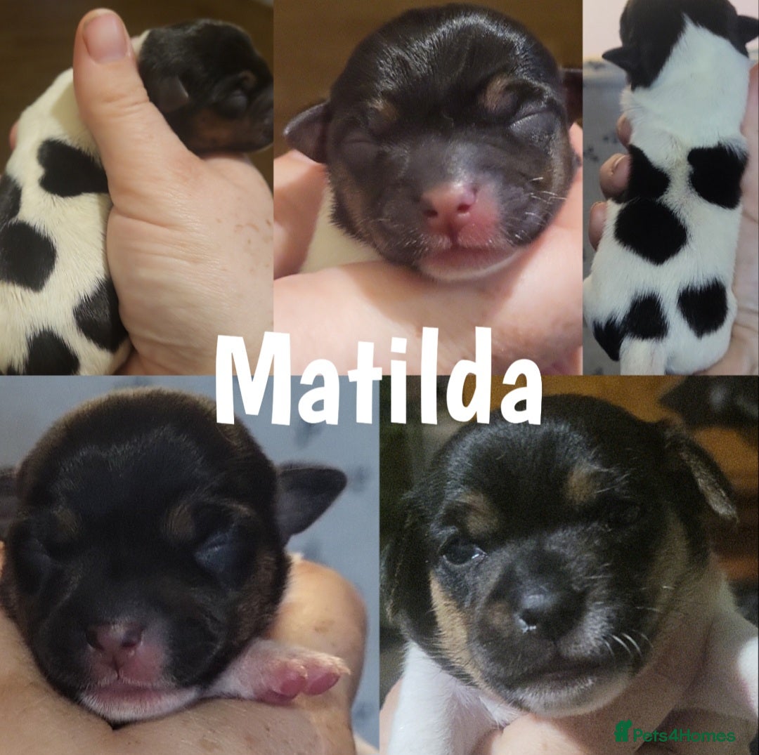 Jack Russell dogs for sale: minature jack russell puppies - Image 10