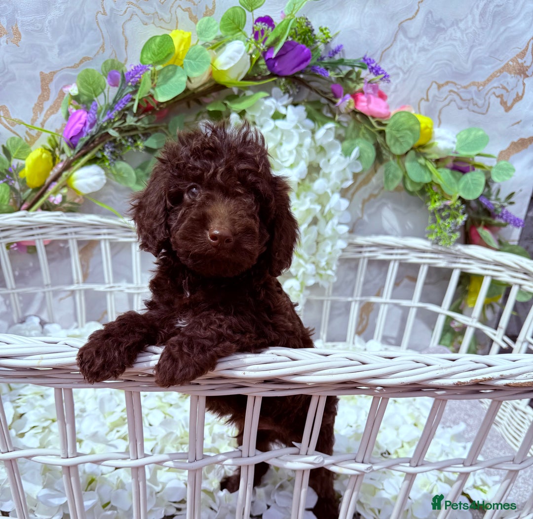 Cockapoo dogs for sale: F1b Cockapoo puppies in Strathaven - Image 5