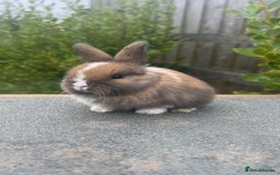 Mini Lion Lop rabbits for sale: 4 Lion Lop Kits for sale - Ready 4th November  - Advert 4