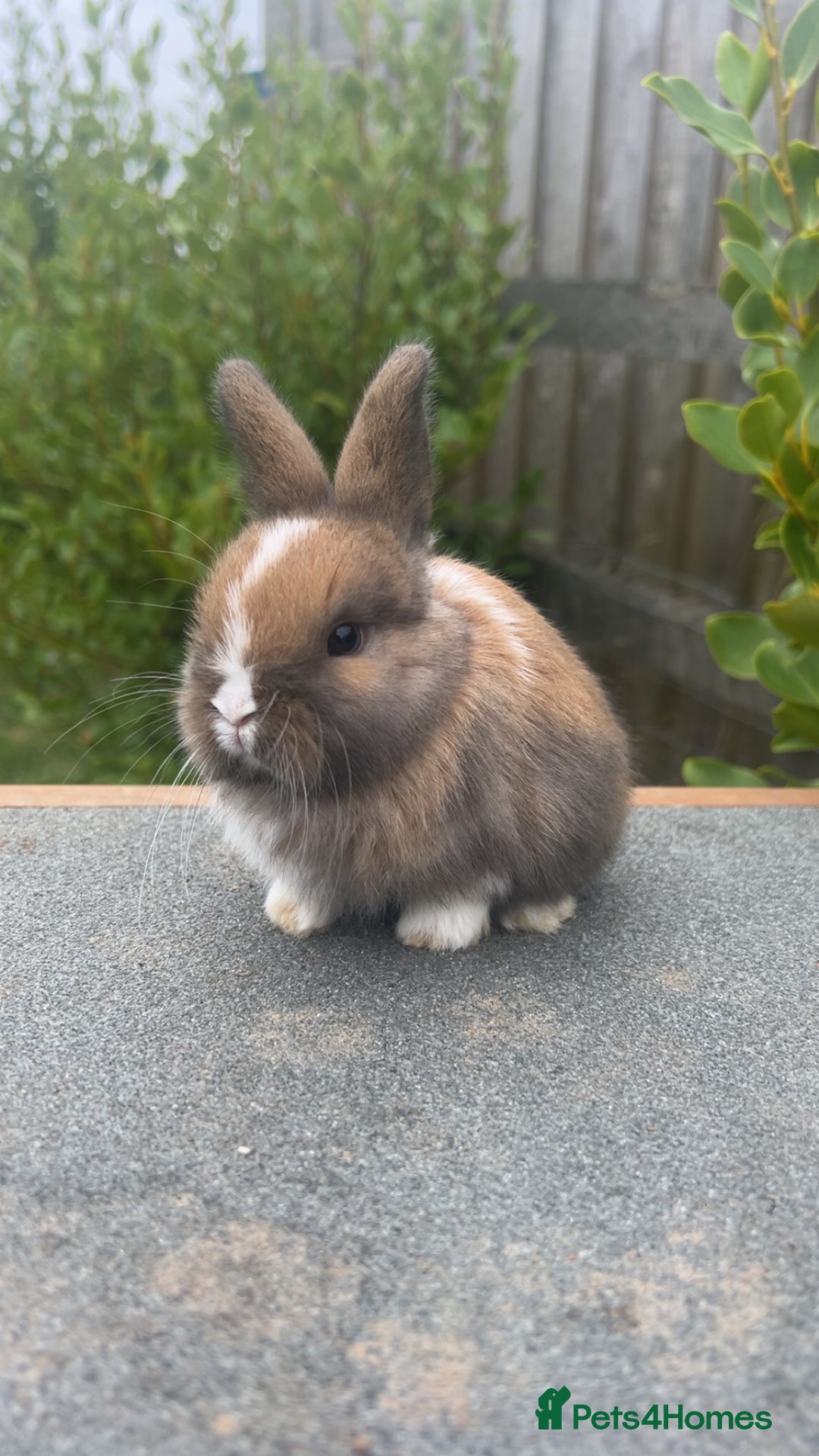 Mini Lion Lop rabbits for sale: 4 Lion Lop Kits for sale - Ready 4th November  - Advert 4