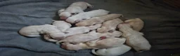 Labrador Retriever dogs for sale: Labrador Puppies  - Advert 2