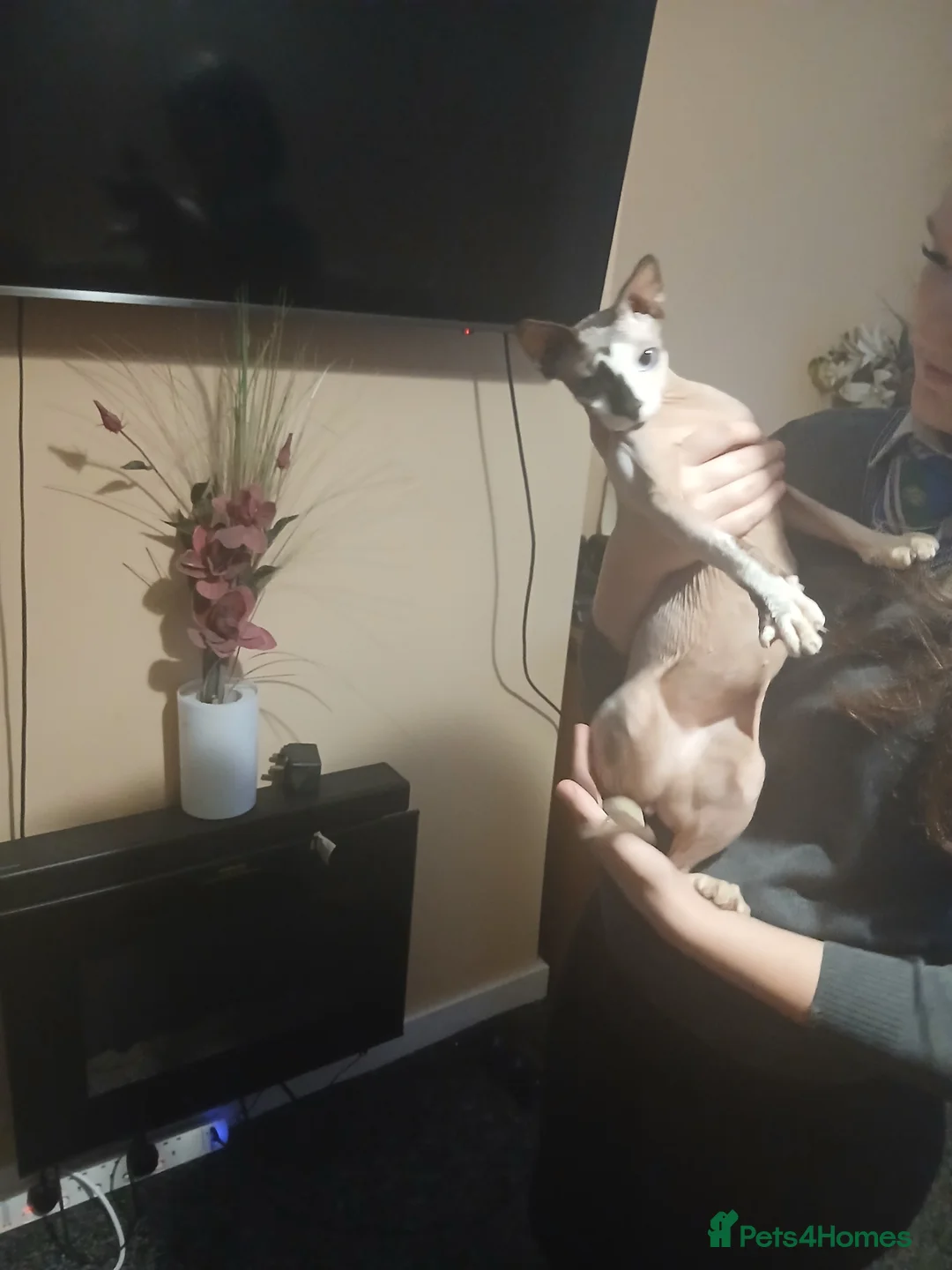 Sphynx cats for sale: Sphnx cat - Advert 5