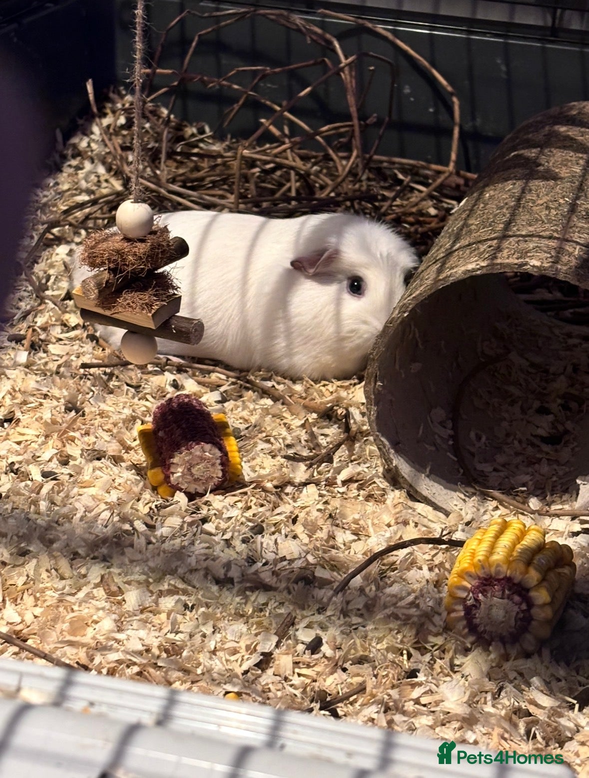 Guinea Pig rodents 2 White Hair Guinea Pigs - Advert 2
