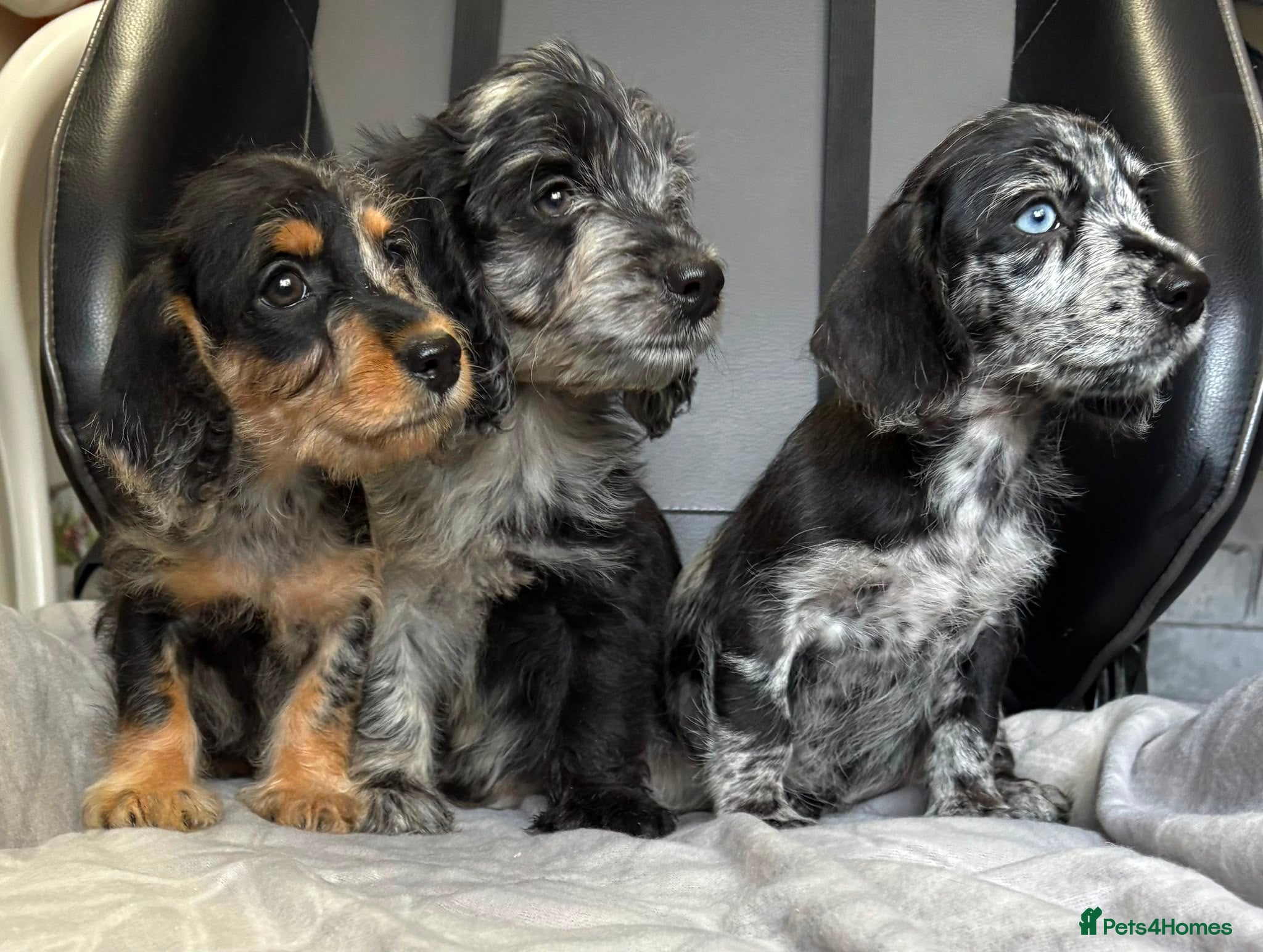 Mixed Breed dogs READY NOW *3LEFT* DOXIEPOO HEALTH TESTED PARENTS  - Advert 2