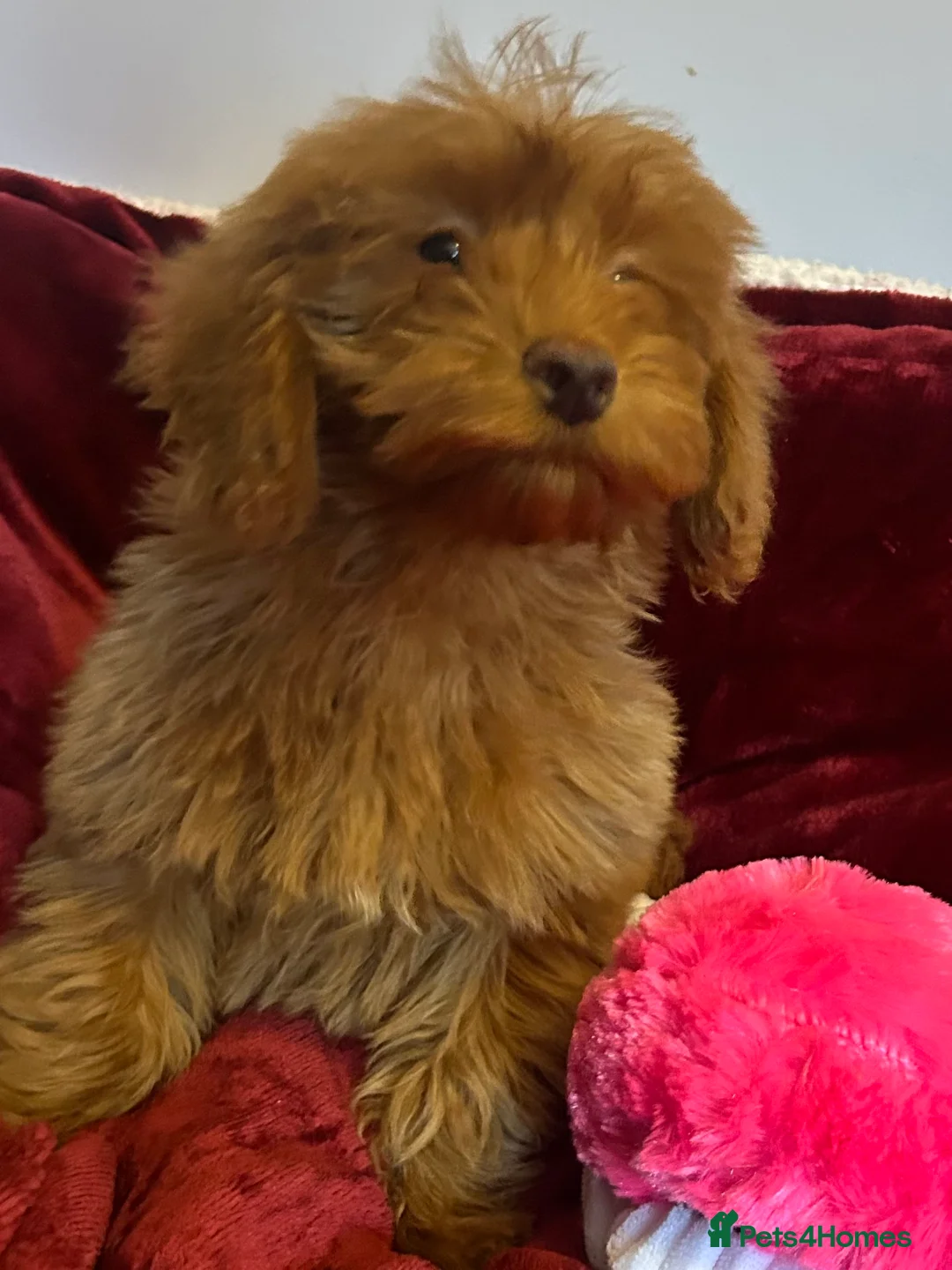 Cockapoo dogs for sale: Stunning fox red cockapoo puppies PRA Clear  - Advert 8