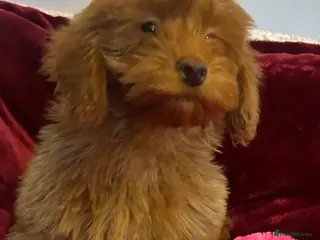 Cockapoo dogs Stunning fox red cockapoo puppies PRA Clear - Advert 15