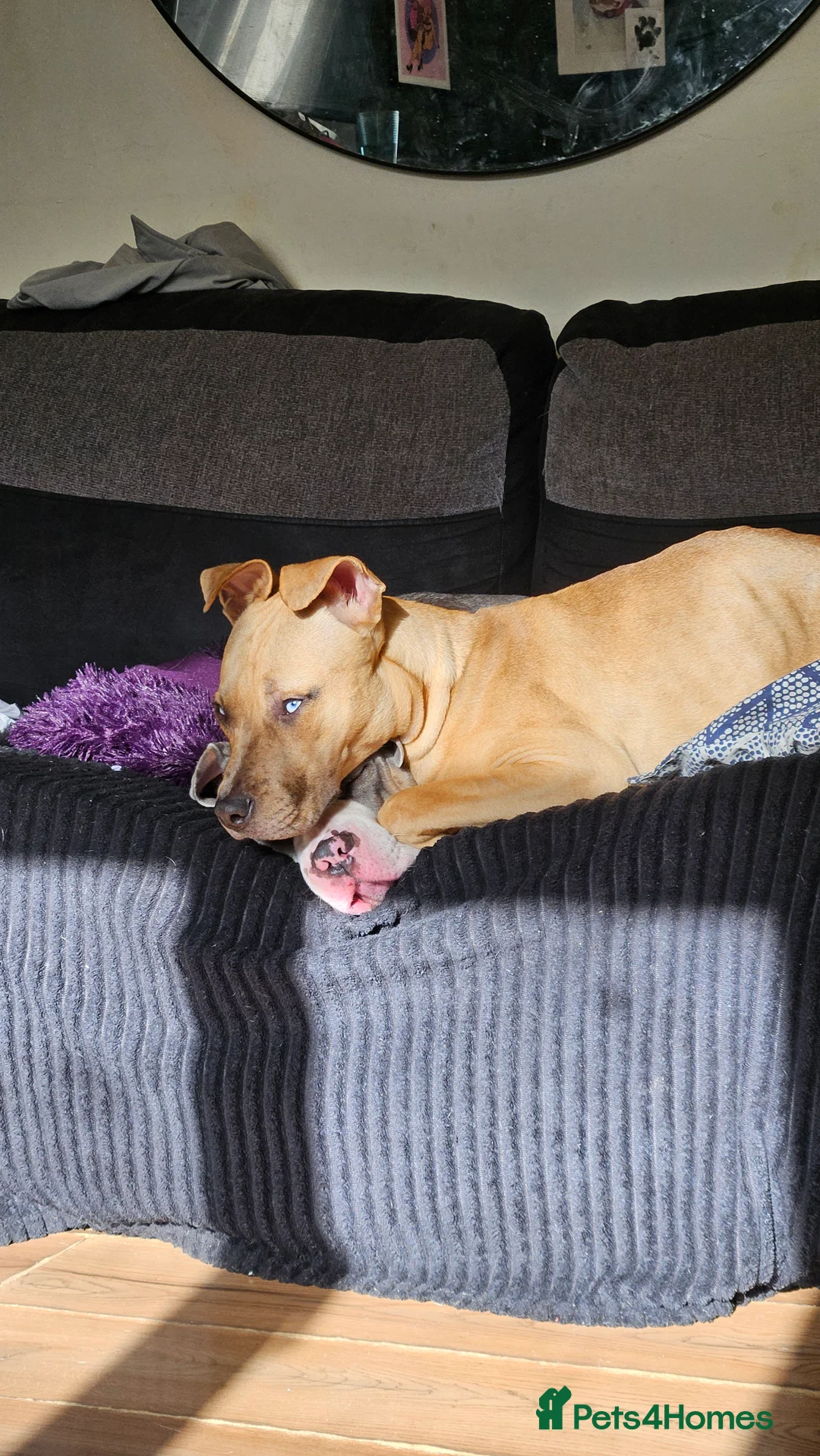 Mixed Breed dogs for sale: Female mixed breed 1 year animal child friendly - Advert 6