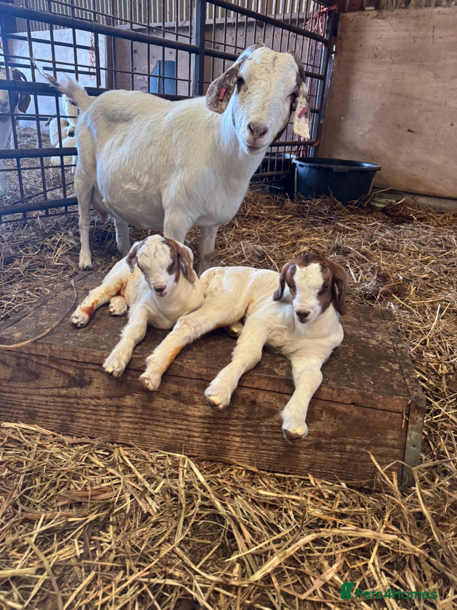 Goats livestock Boer goat kids - Advert 13