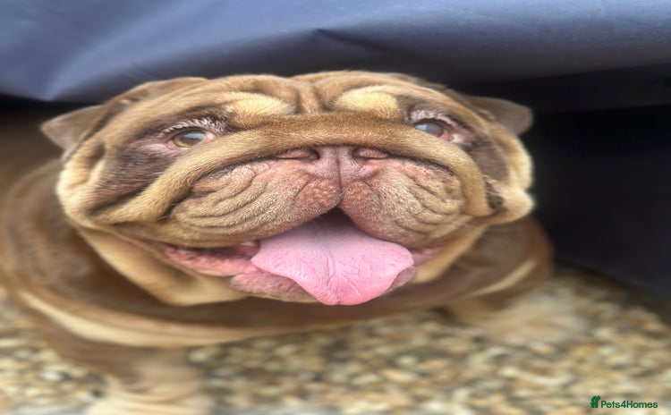 English Bulldog dogs - Advert 10
