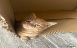Mixed Breed cats for sale: Part Mainecoon Ginger Litter - Image 34