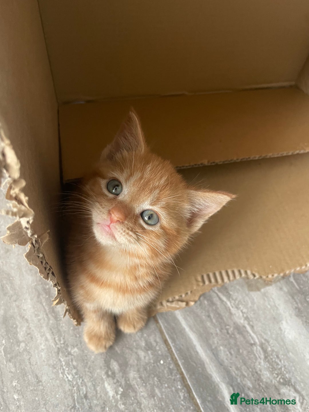 Mixed Breed cats for sale: Part Mainecoon Ginger Litter - Image 34