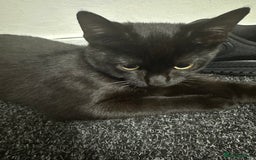 Mixed Breed cats for sale: Kitten - Image 3