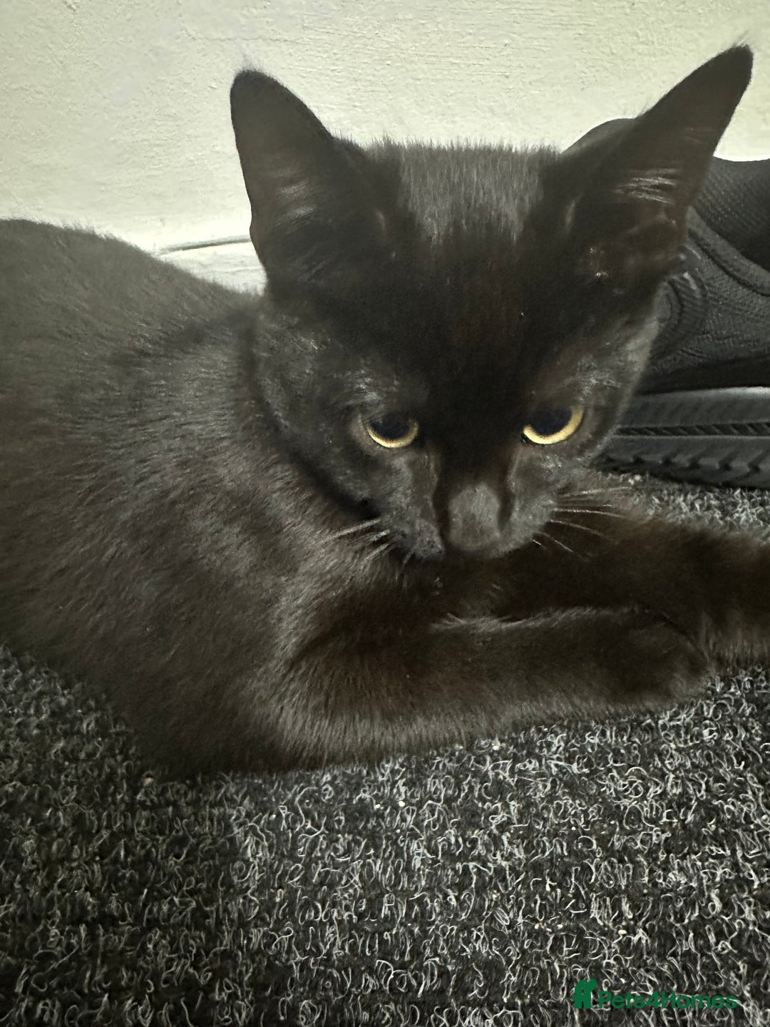 Mixed Breed cats for sale: Kitten - Image 3