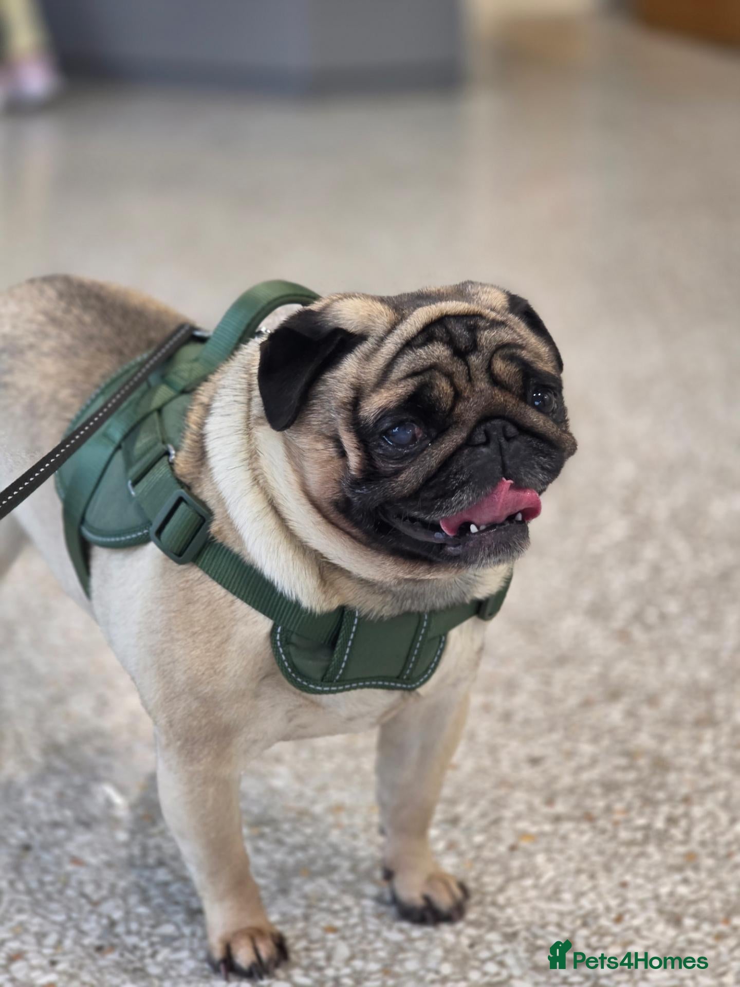 Pug dogs for stud: KC STUD PUGS - Advert 8