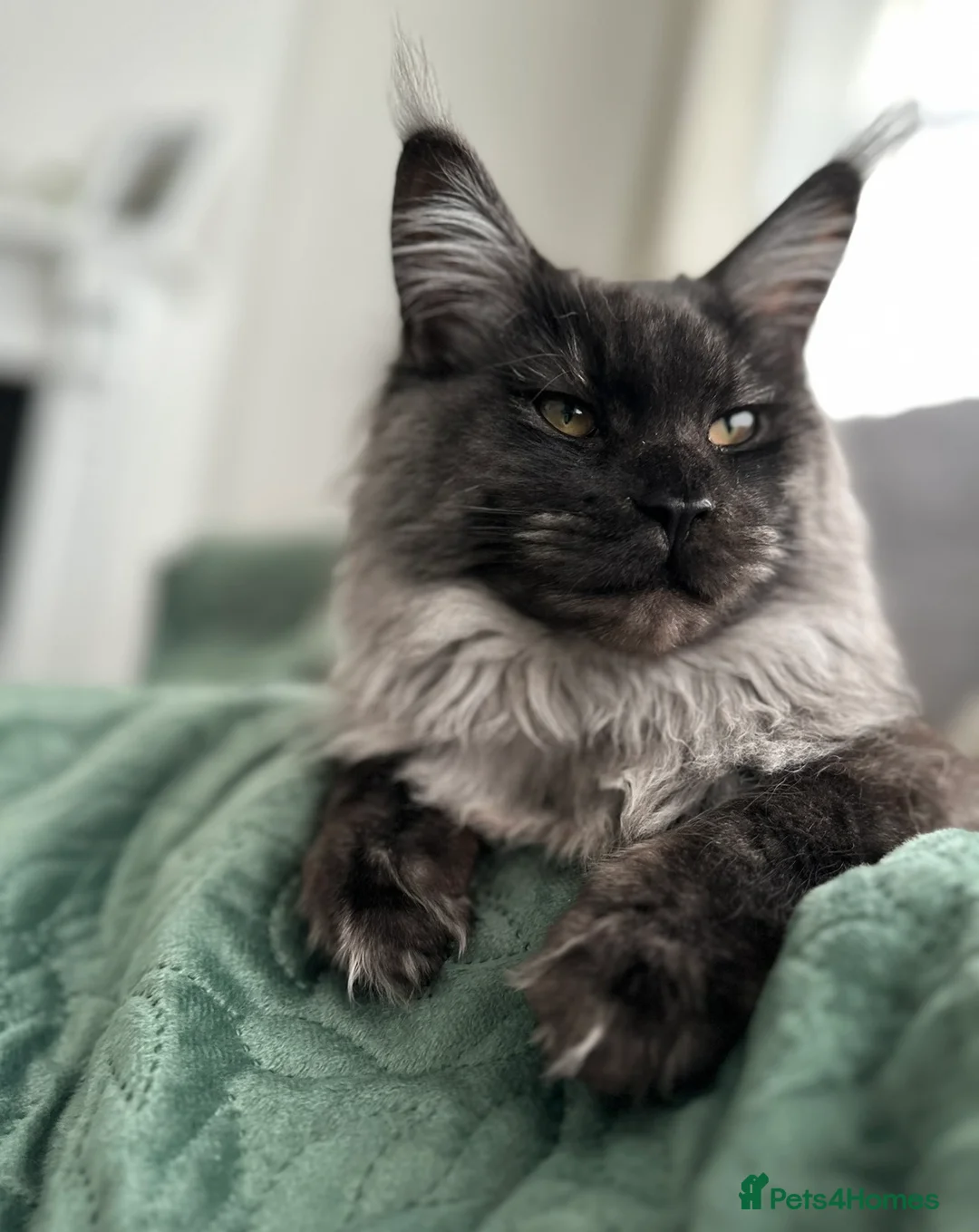 Maine Coon cats for sale: Beautiful long haired Main Coons in Leicester - Advert 3