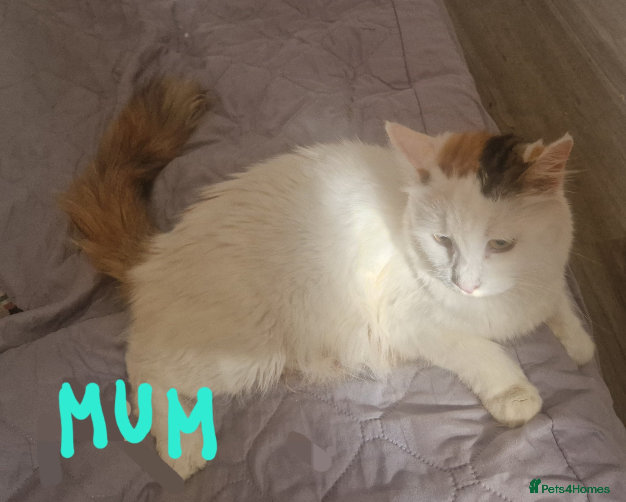 Mixed Breed cats mix Mainecoon - 1female- 1male - Advert 2