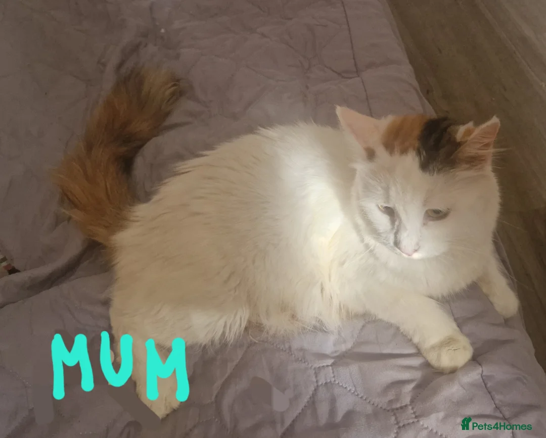 Mixed Breed cats for sale: mix Mainecoon - 1female- 1male - Advert 2