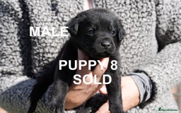 Labrador Retriever dogs for sale: Labrador retrievers chocolate and black KC reg - Image 17