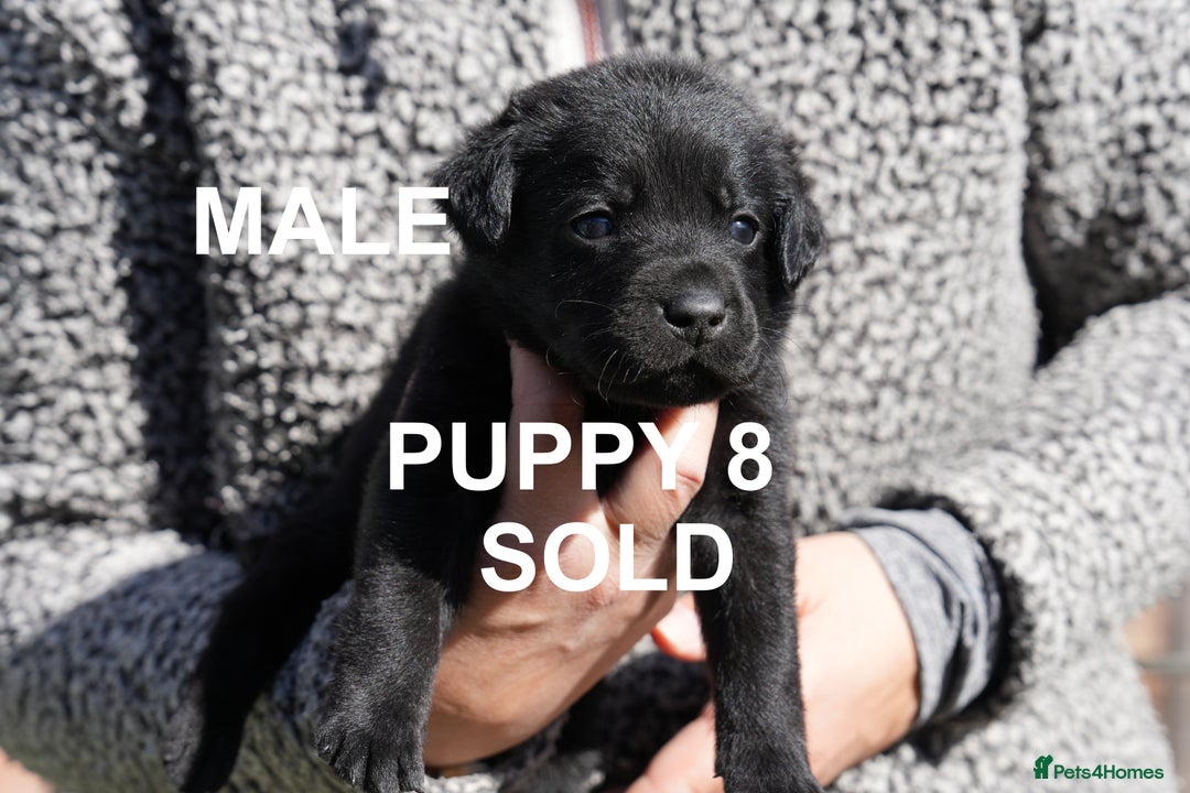 Labrador Retriever dogs for sale: Labrador retrievers chocolate and black KC reg - Image 17