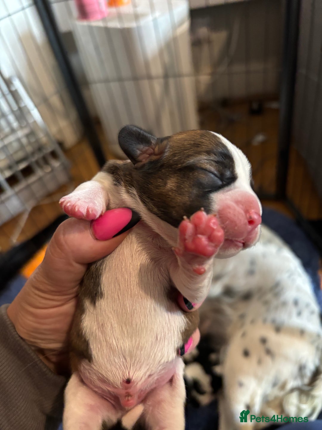 Cocker Spaniel dogs for sale: Beautiful cocker puppies  - Image 12