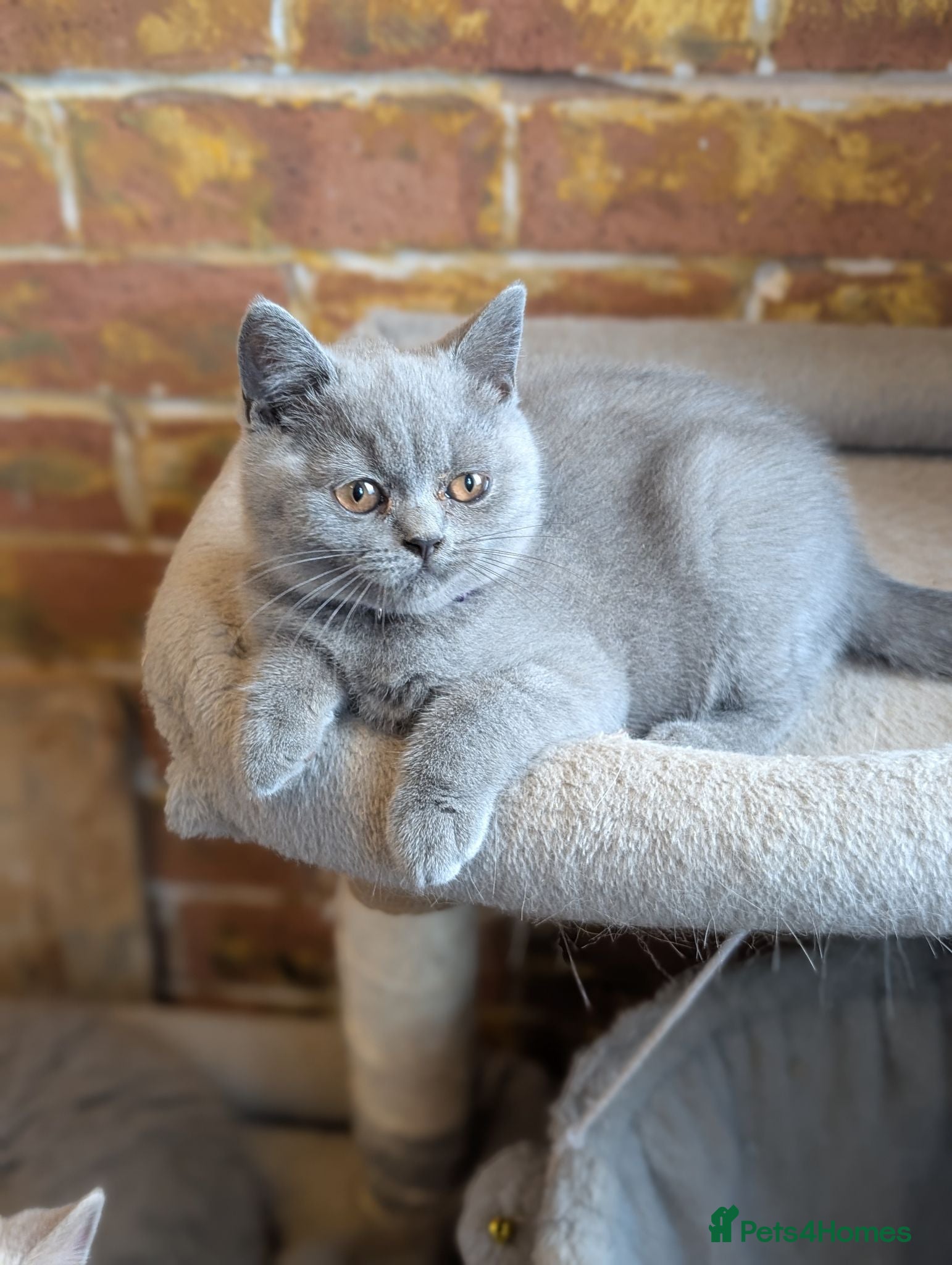 British Shorthair cats GCCF British Shorthair kittens  - Advert 3