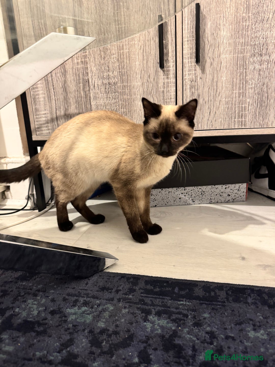 Siamese cats for sale: Siamese kitten 6 months £400 - Advert 6