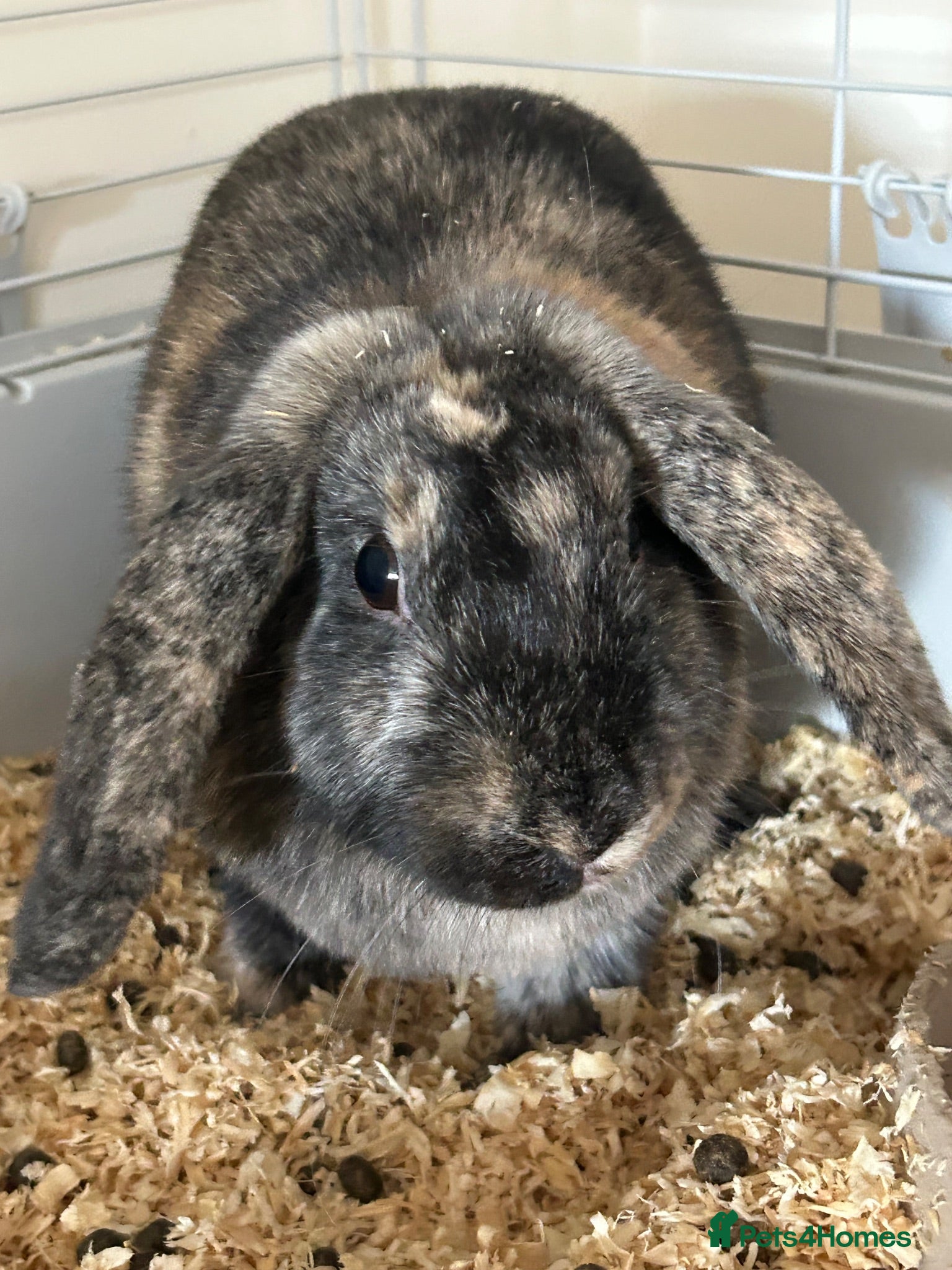 Mixed Breed rabbits Rabbit for sale - Advert 2