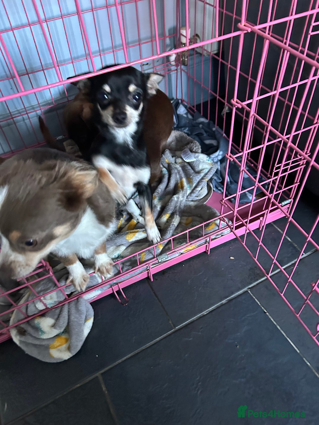 Chihuahua dogs for sale: Male chihuahua  - Image 4