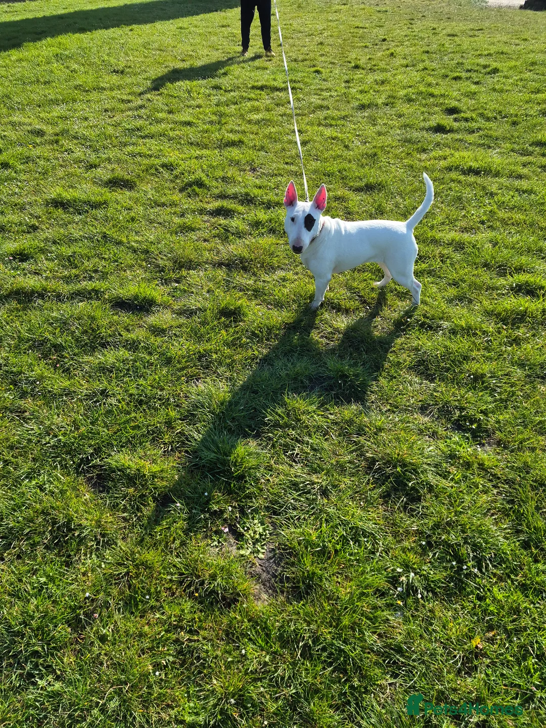 English Bull Terrier dogs for sale: English Bull Terrier  - Advert 1