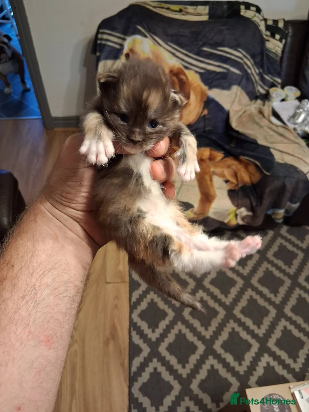 Maine Coon cats for stud: STUNNING SILVER MAINECOON FOR STUD - Advert 9