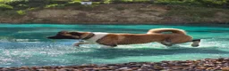 Akita dogs for sale: For sale 2 nearly 3 year old akita. - Advert 2