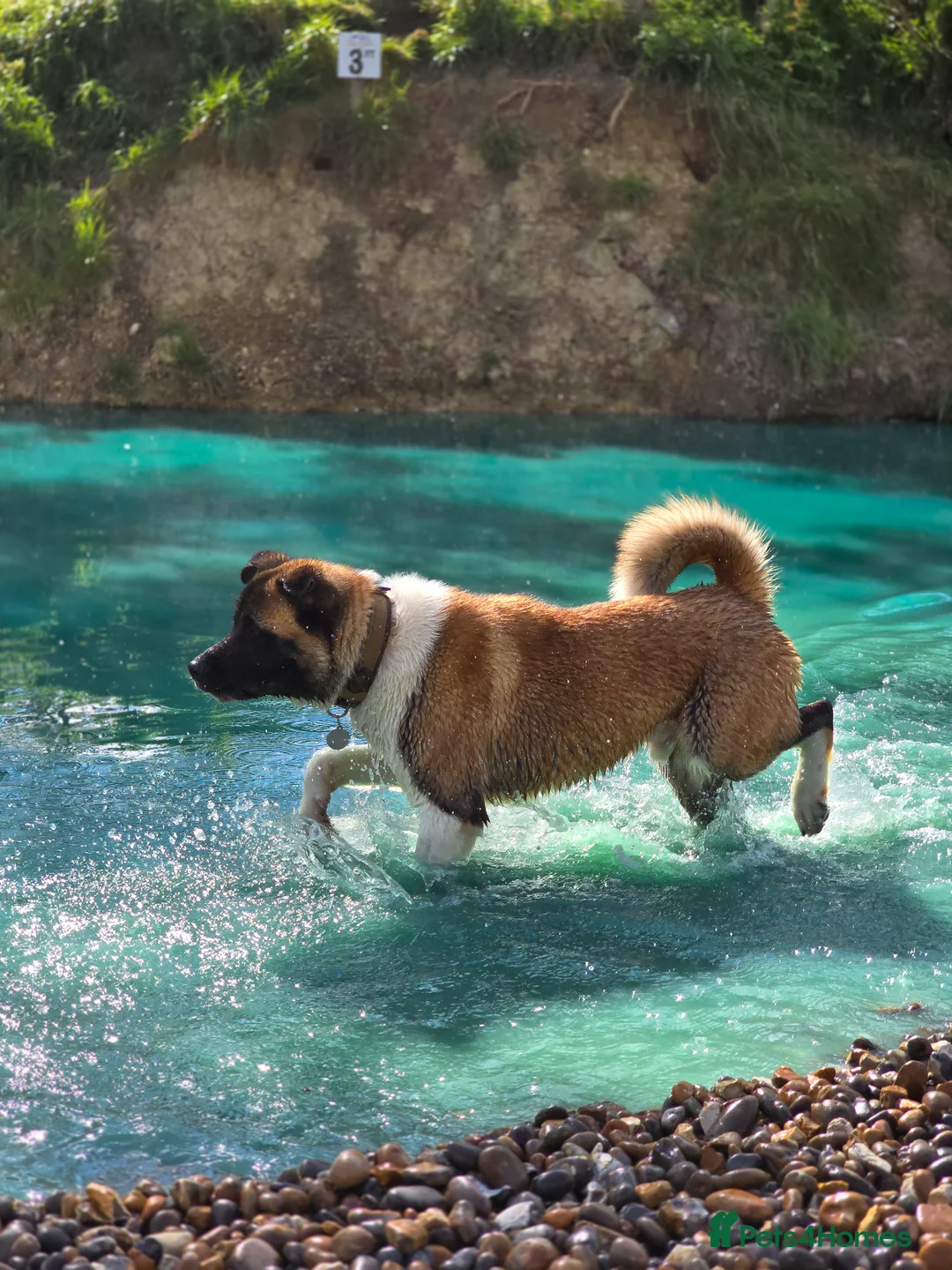 Akita dogs for sale: For sale 2 nearly 3 year old akita. - Advert 2