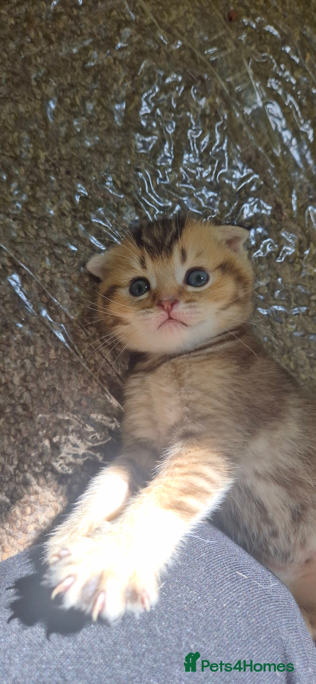 British Shorthair cats for sale: Beautiful Kittens for sale - Image 1